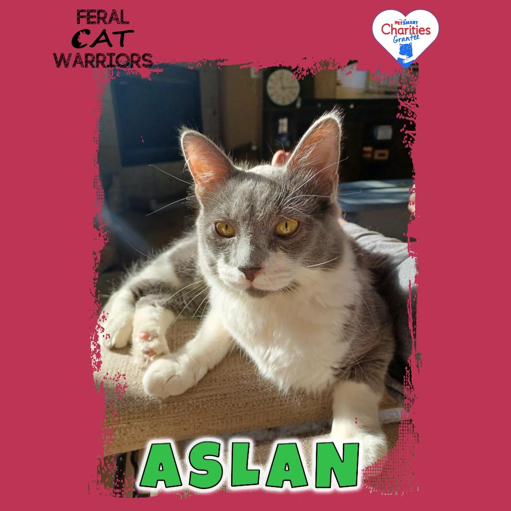 Aslan, an adoptable Domestic Medium Hair in Kingman, AZ, 86401 | Photo Image 1