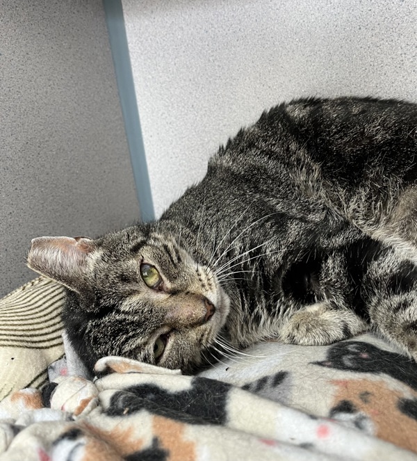 Tigger
