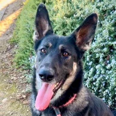 Ashlyn, an adoptable German Shepherd Dog in Grass Valley, CA, 95945 | Photo Image 1