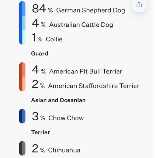 Ashlyn, an adoptable German Shepherd Dog in Grass Valley, CA, 95945 | Photo Image 3