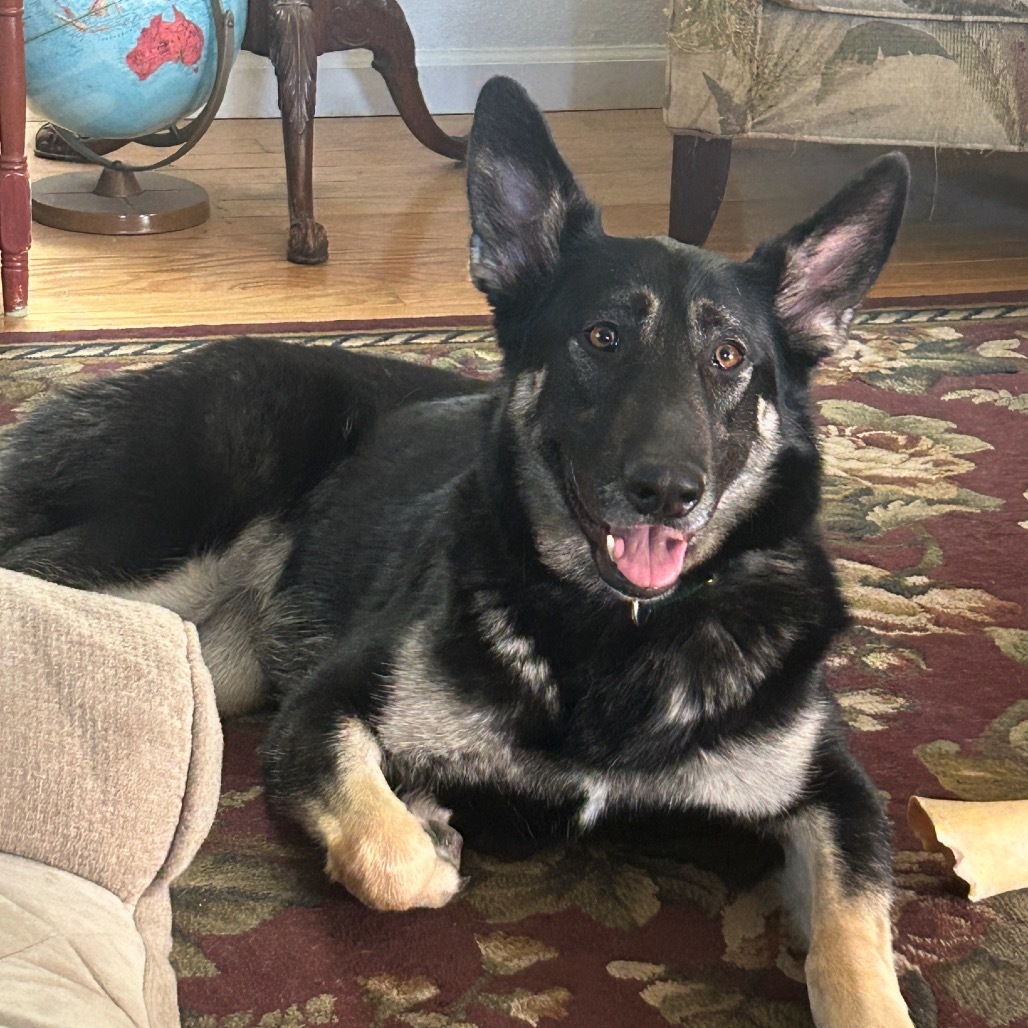 Ashlyn, an adoptable German Shepherd Dog in Grass Valley, CA, 95945 | Photo Image 4