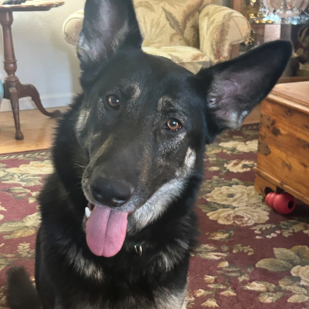 Ashlyn, an adoptable German Shepherd Dog in Grass Valley, CA, 95945 | Photo Image 5