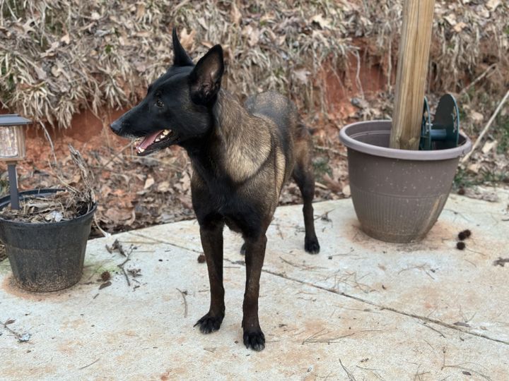Mocha 6