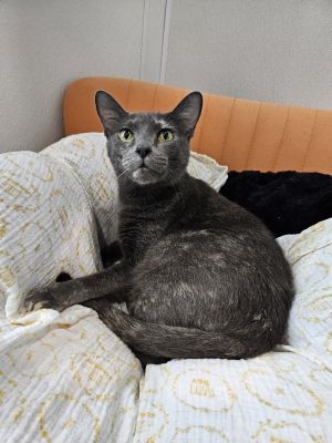Gryla, Adult Female unknown