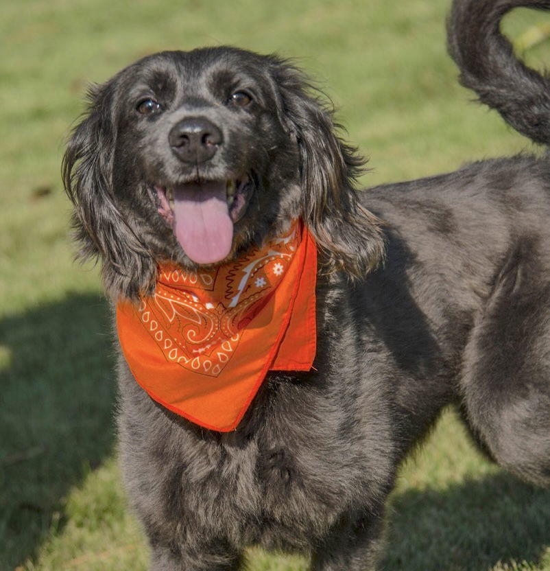 Toffee Brownie, an adoptable Spaniel in Alpharetta, GA, 30009 | Photo Image 1