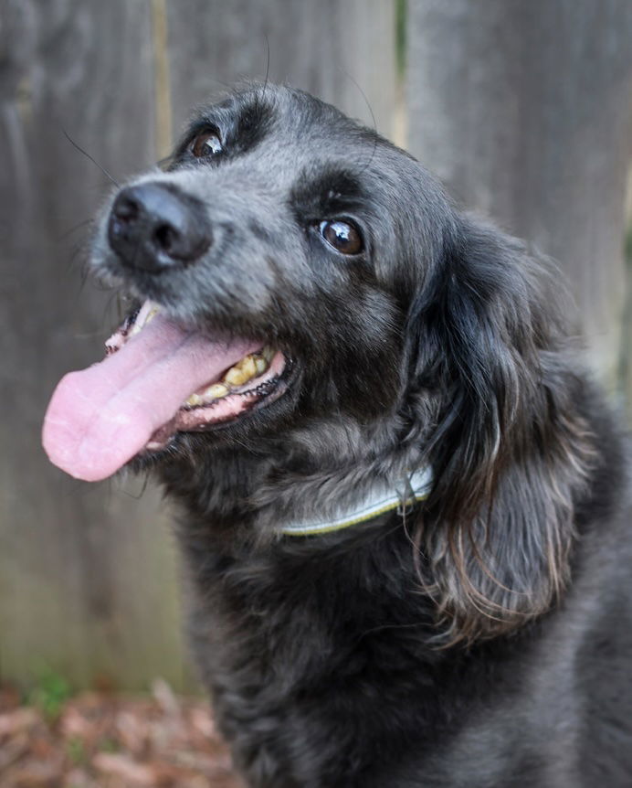 Toffee Brownie, an adoptable Weimaraner, Poodle in Alpharetta, GA, 30009 | Photo Image 2