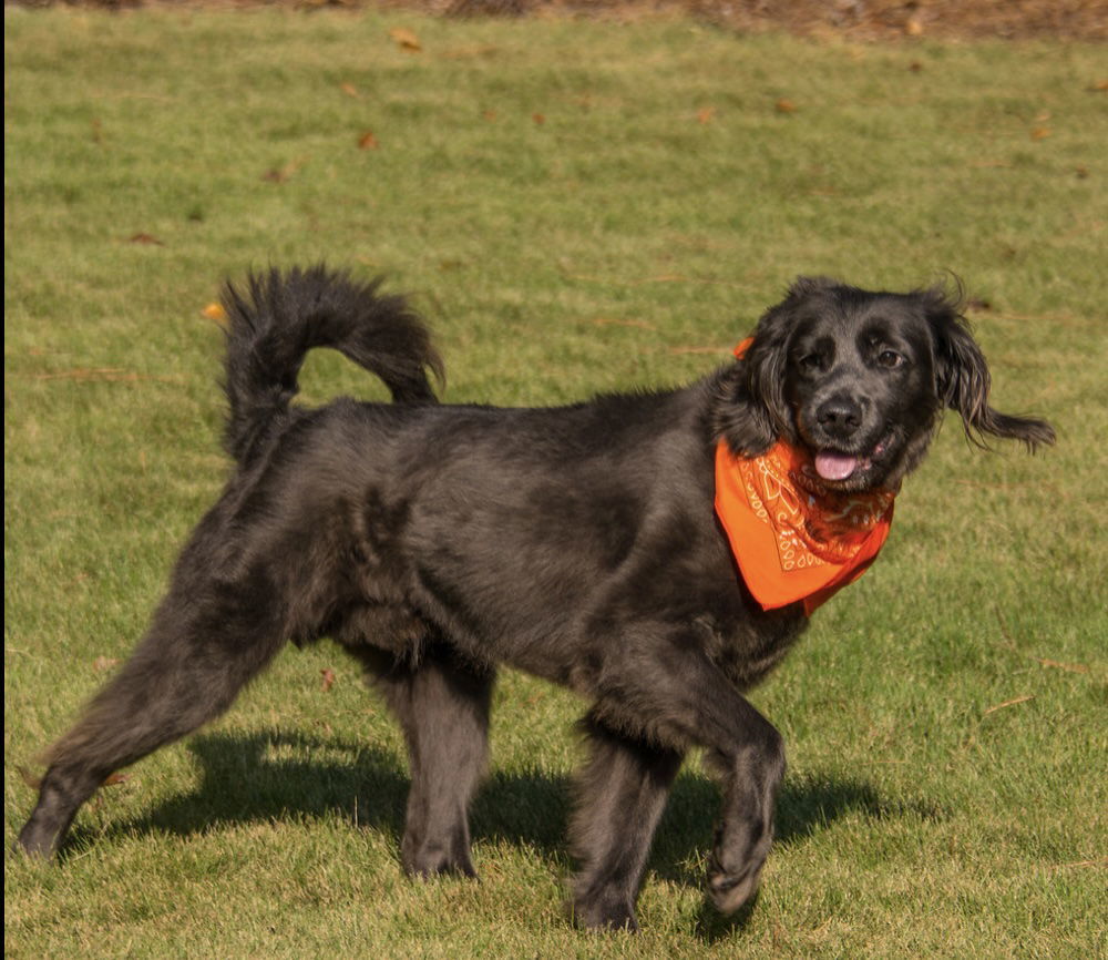 Toffee Brownie, an adoptable Weimaraner, Poodle in Alpharetta, GA, 30009 | Photo Image 3