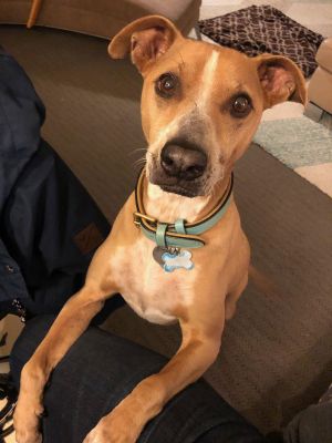 Meet Joy Joy is a 12 year old 40 pound mixed breed spayed female short coat Joy was adopted 7