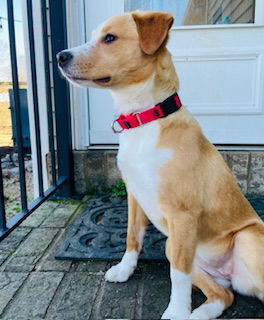 Phoebe 1