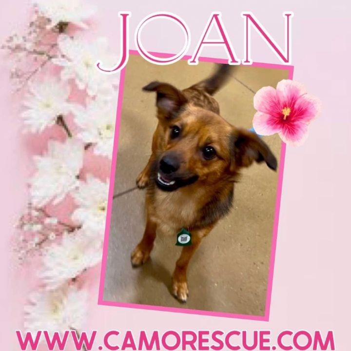 Joan (Dallas) 10