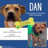 Dan photo 1