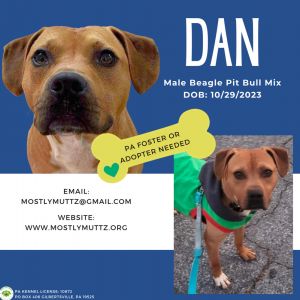 Dan, Adult Male Beagle
