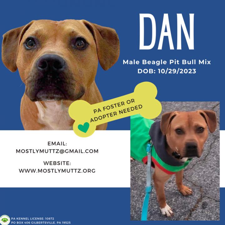 Dan 1