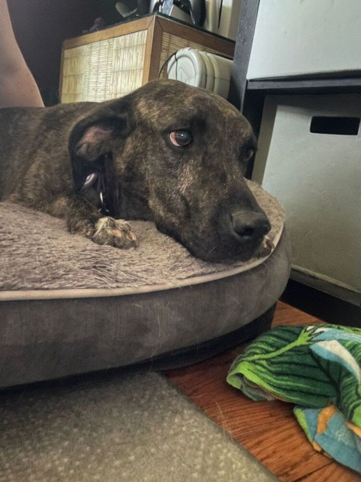 Lily (FOSTERED LOCALLY) 1
