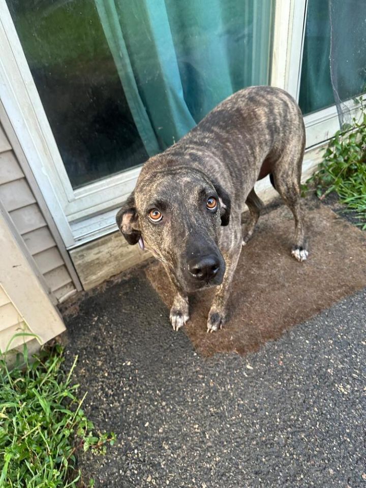 Lily (FOSTERED LOCALLY) 2