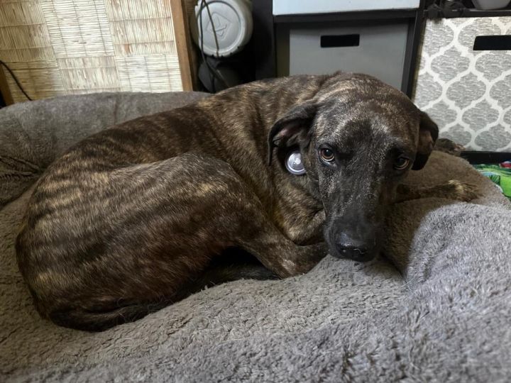 Lily (FOSTERED LOCALLY) 3
