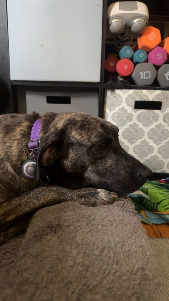 Lily (FOSTERED LOCALLY) 4