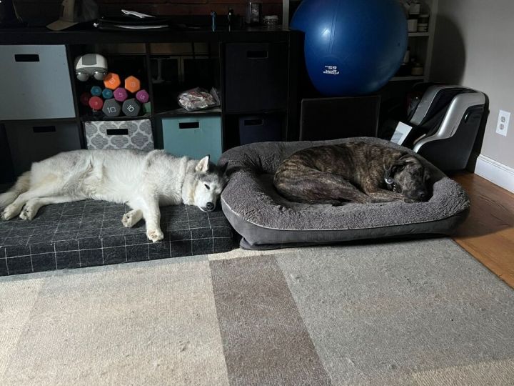 Lily (FOSTERED LOCALLY) 5