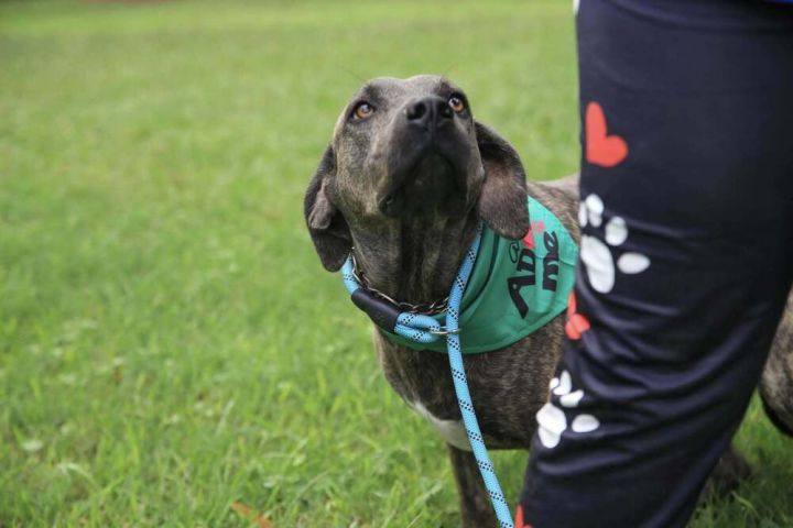 Lily (FOSTERED LOCALLY) 6