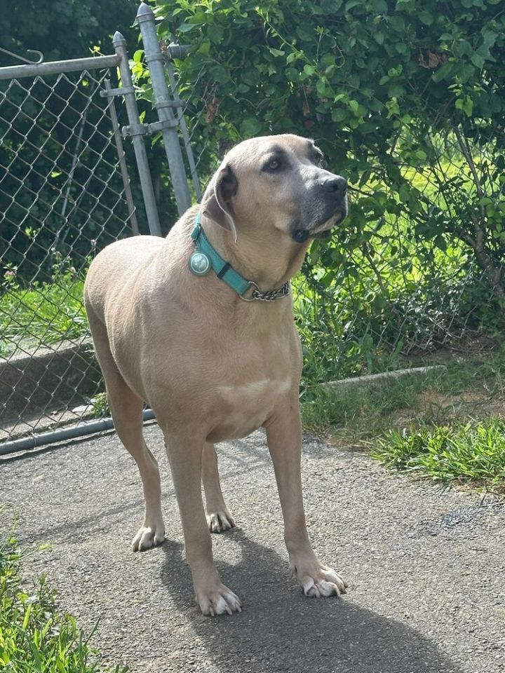 Bruno (FOSTERED LOCALLY) 1