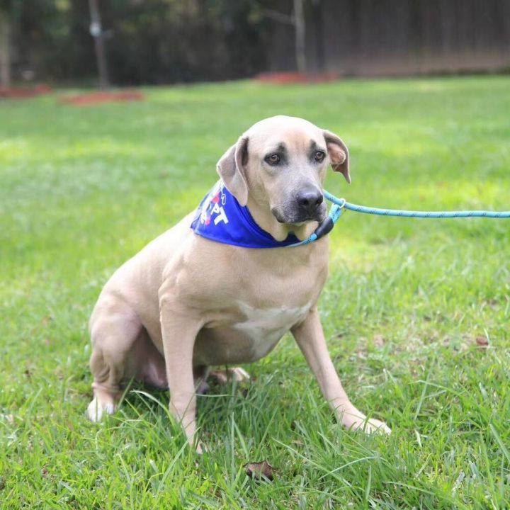 Bruno (FOSTERED LOCALLY) 2