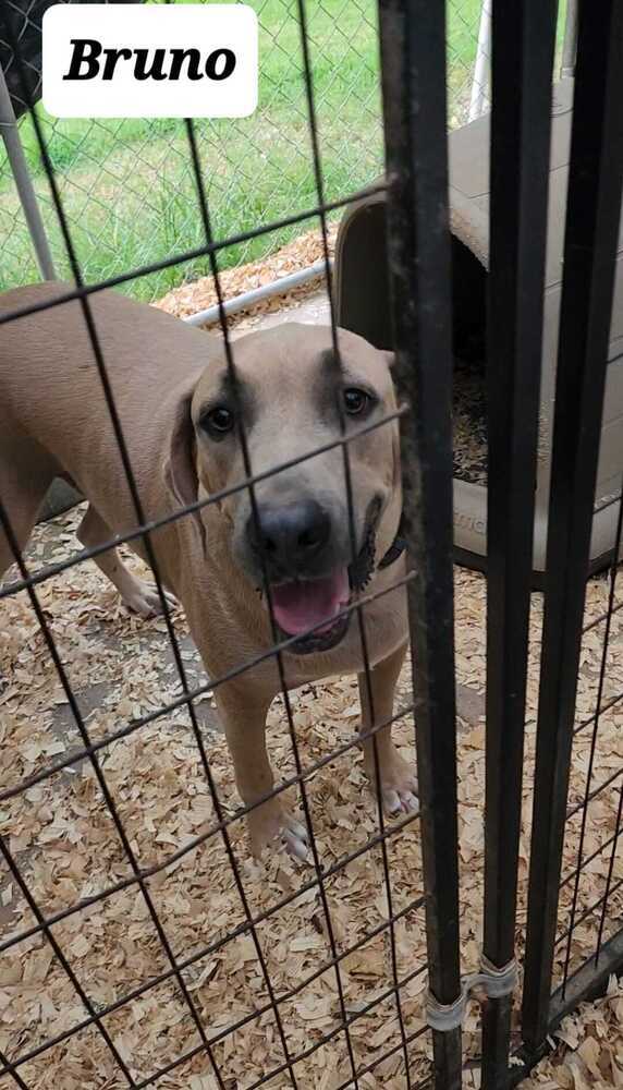 Bruno (FOSTERED LOCALLY) 3