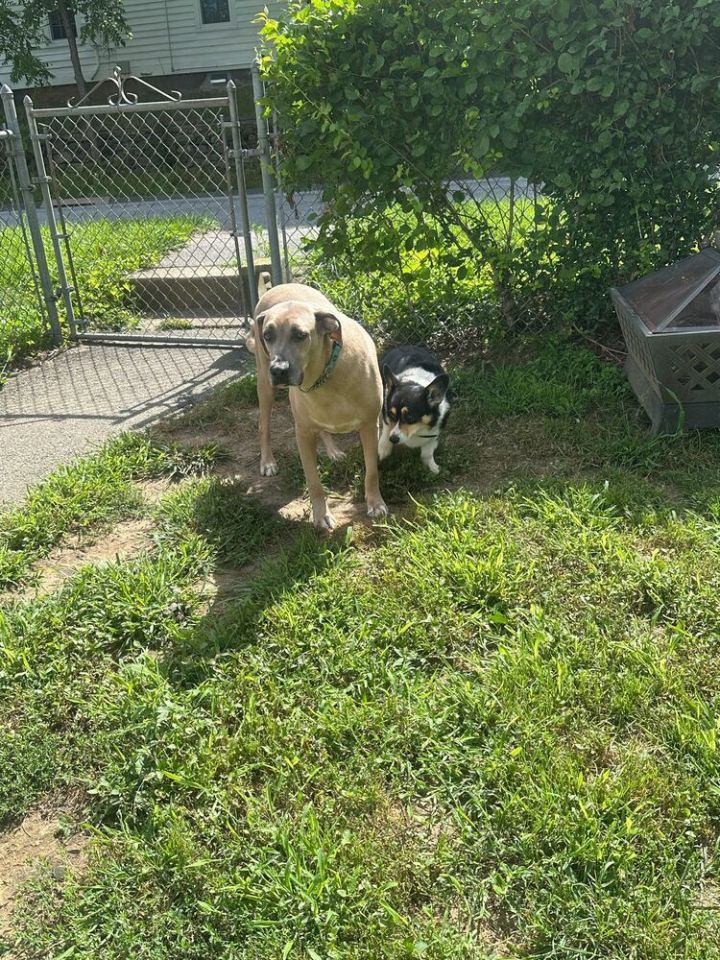 Bruno (FOSTERED LOCALLY) 4