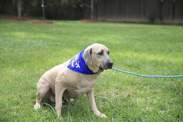 Bruno (FOSTERED LOCALLY) 5