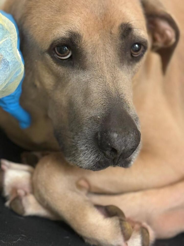 Bruno (FOSTERED LOCALLY) 6
