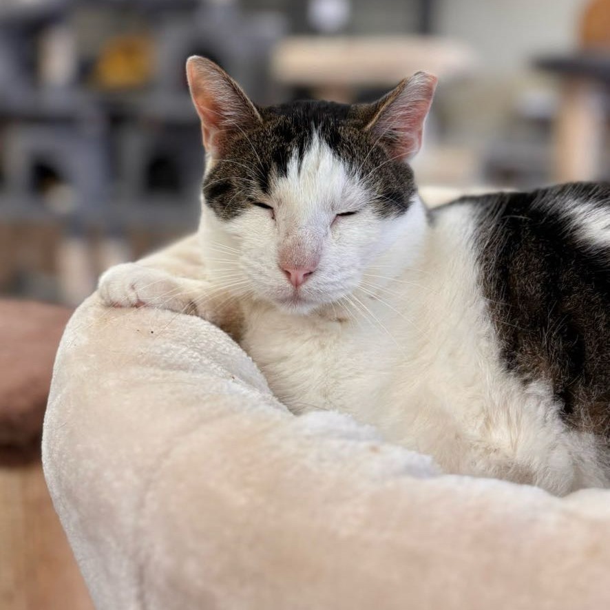 Ajax, an adoptable Domestic Short Hair in Midland, TX, 79701 | Photo Image 1