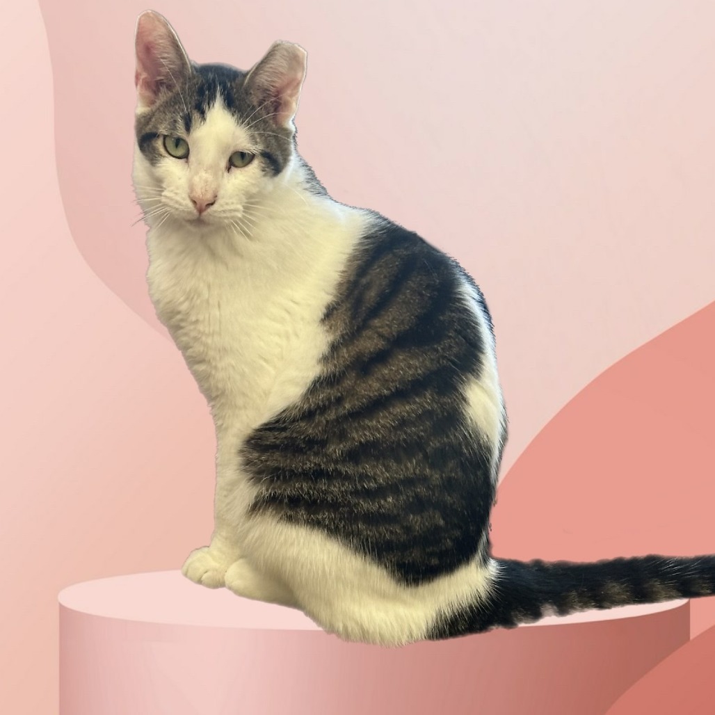 Ajax, an adoptable Domestic Short Hair in Midland, TX, 79701 | Photo Image 2