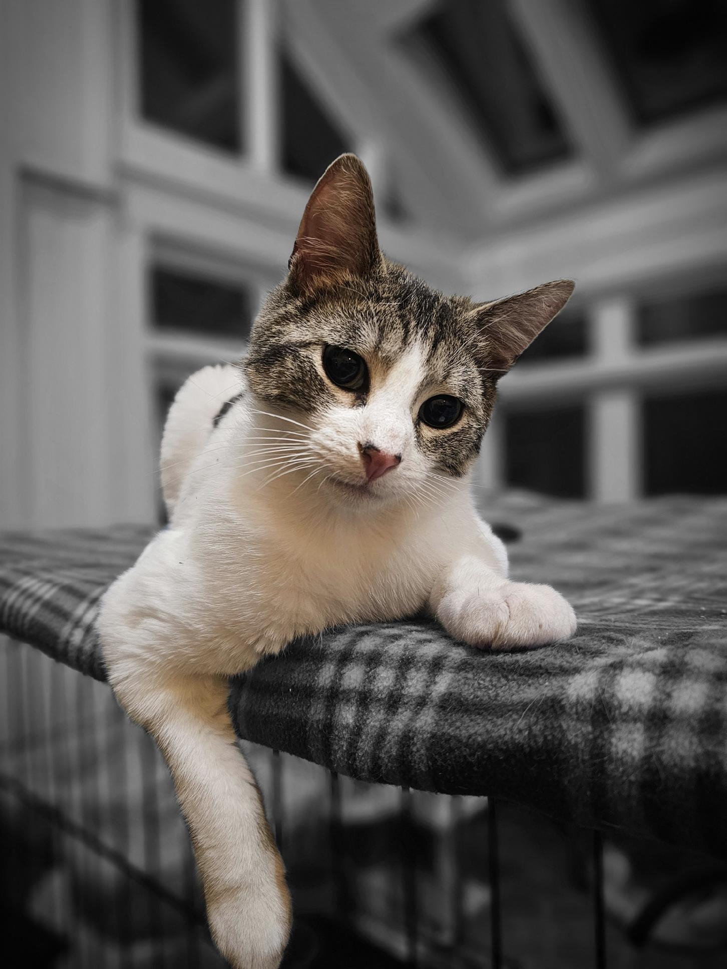 Jingles