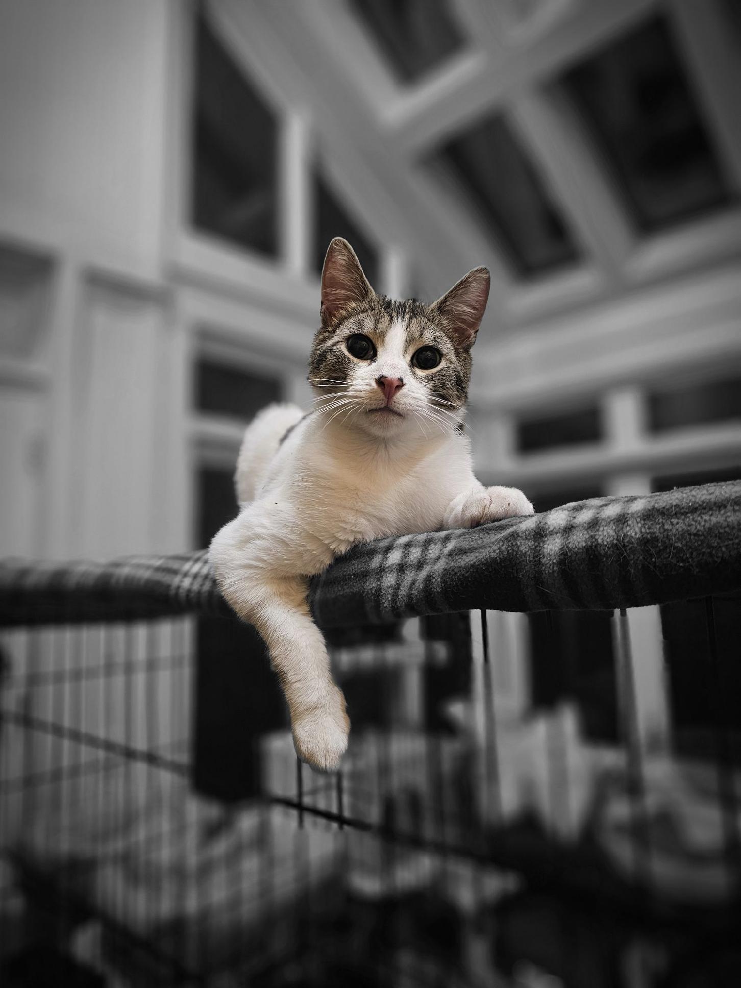 Jingles