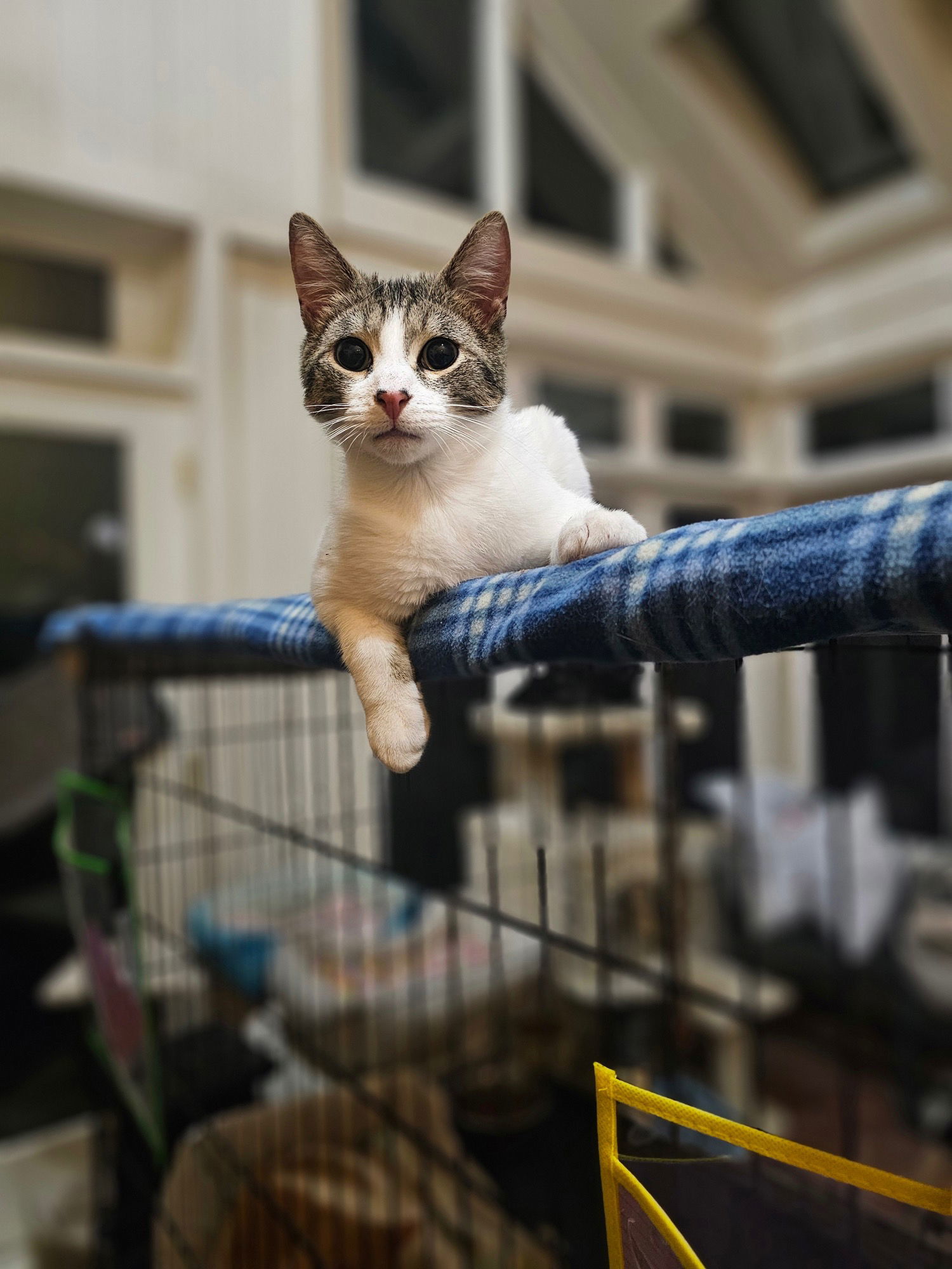 Jingles