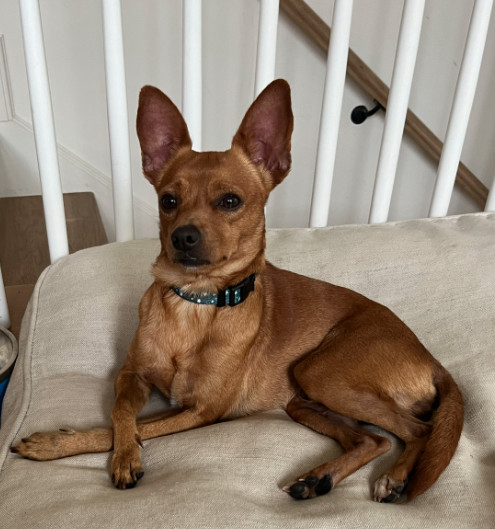 Kevin. Foster or Adopter needed