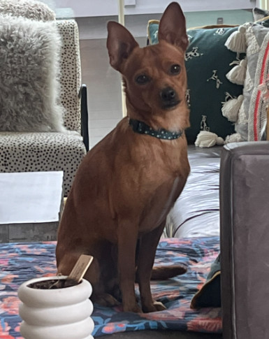 Kevin. Foster or Adopter needed