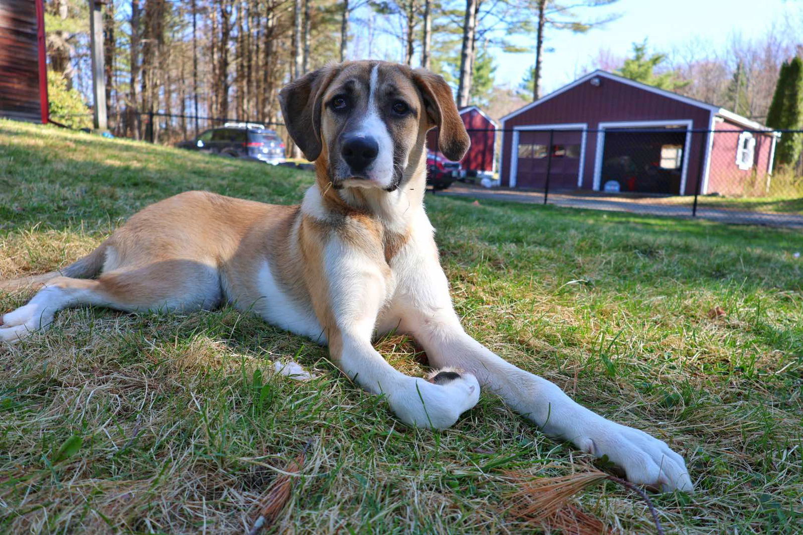 STELLA