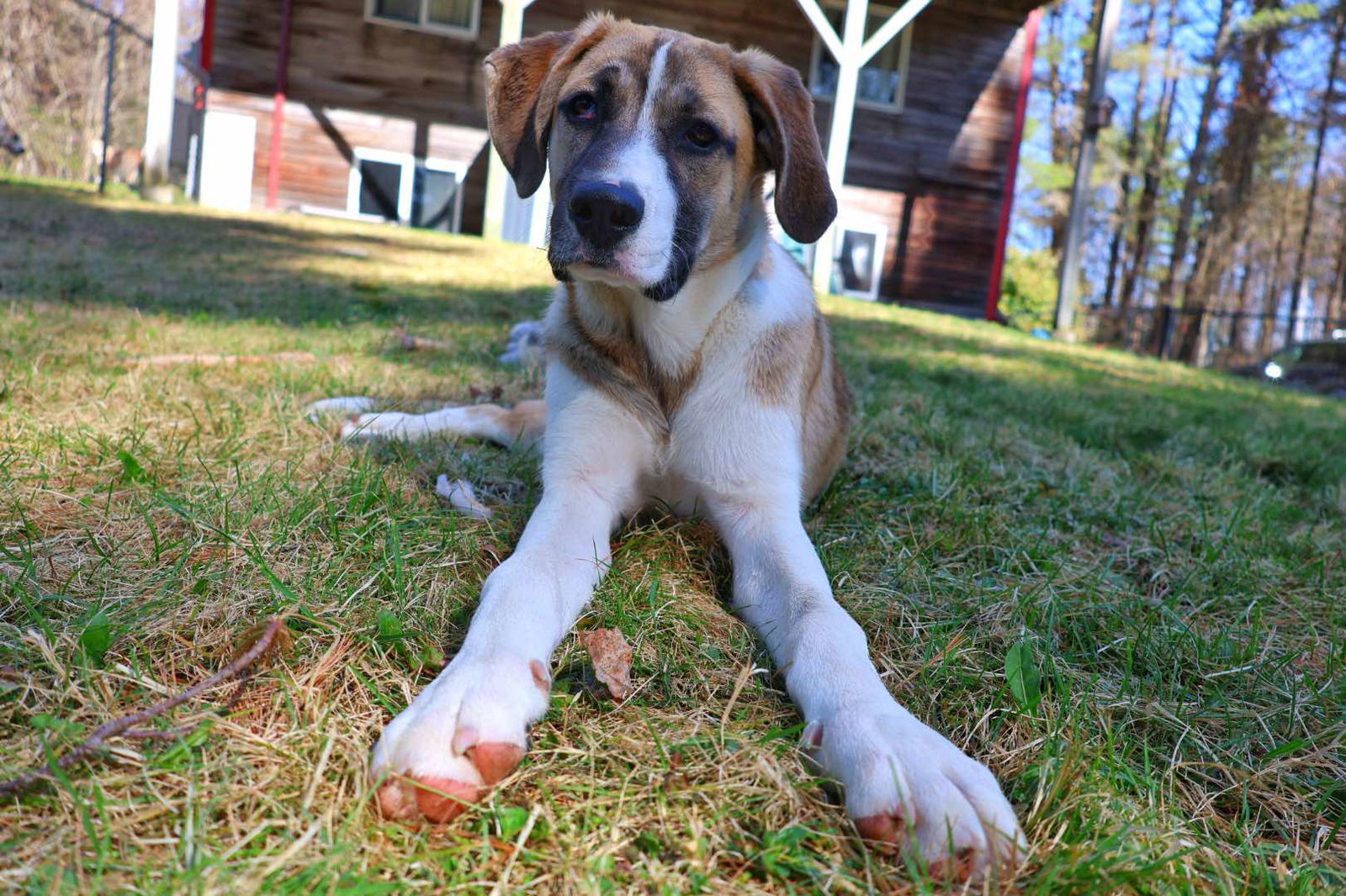 STELLA