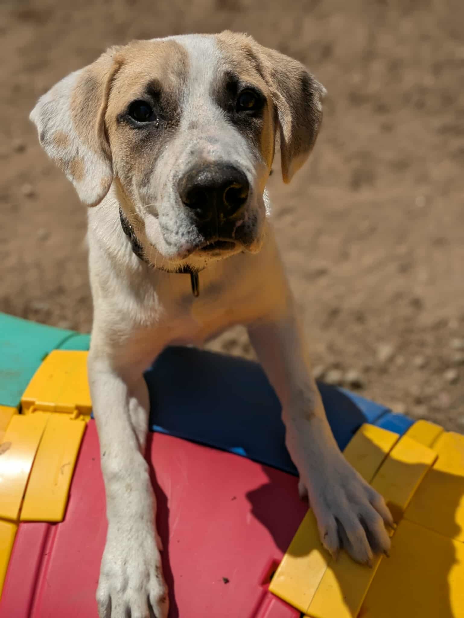 SIMBA