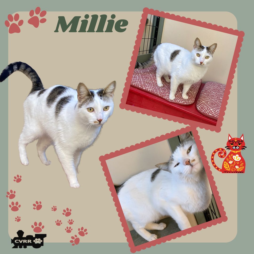 Millie (Cat)