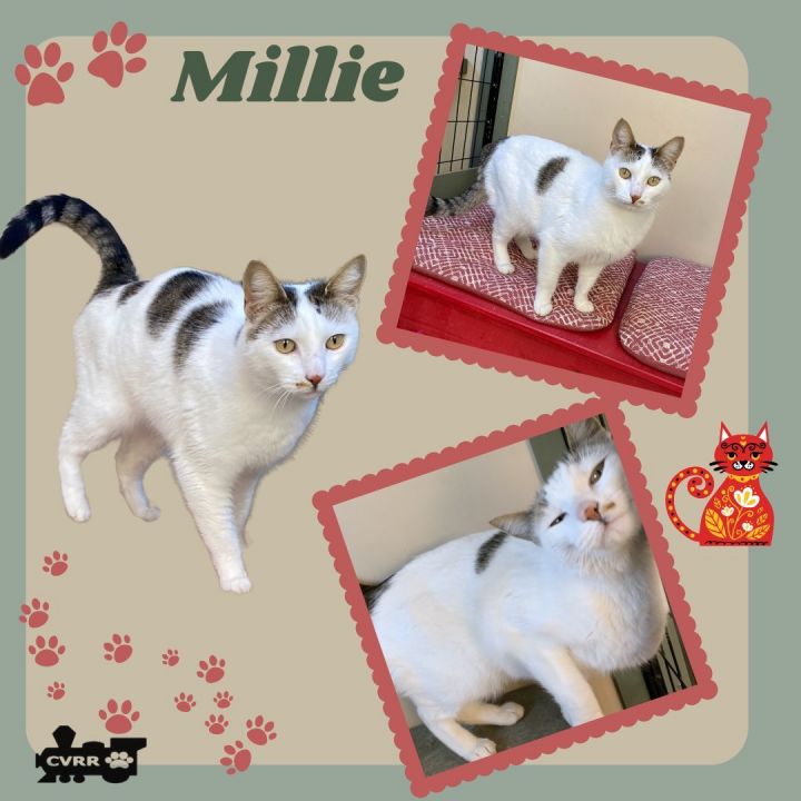 Millie (Cat) 1