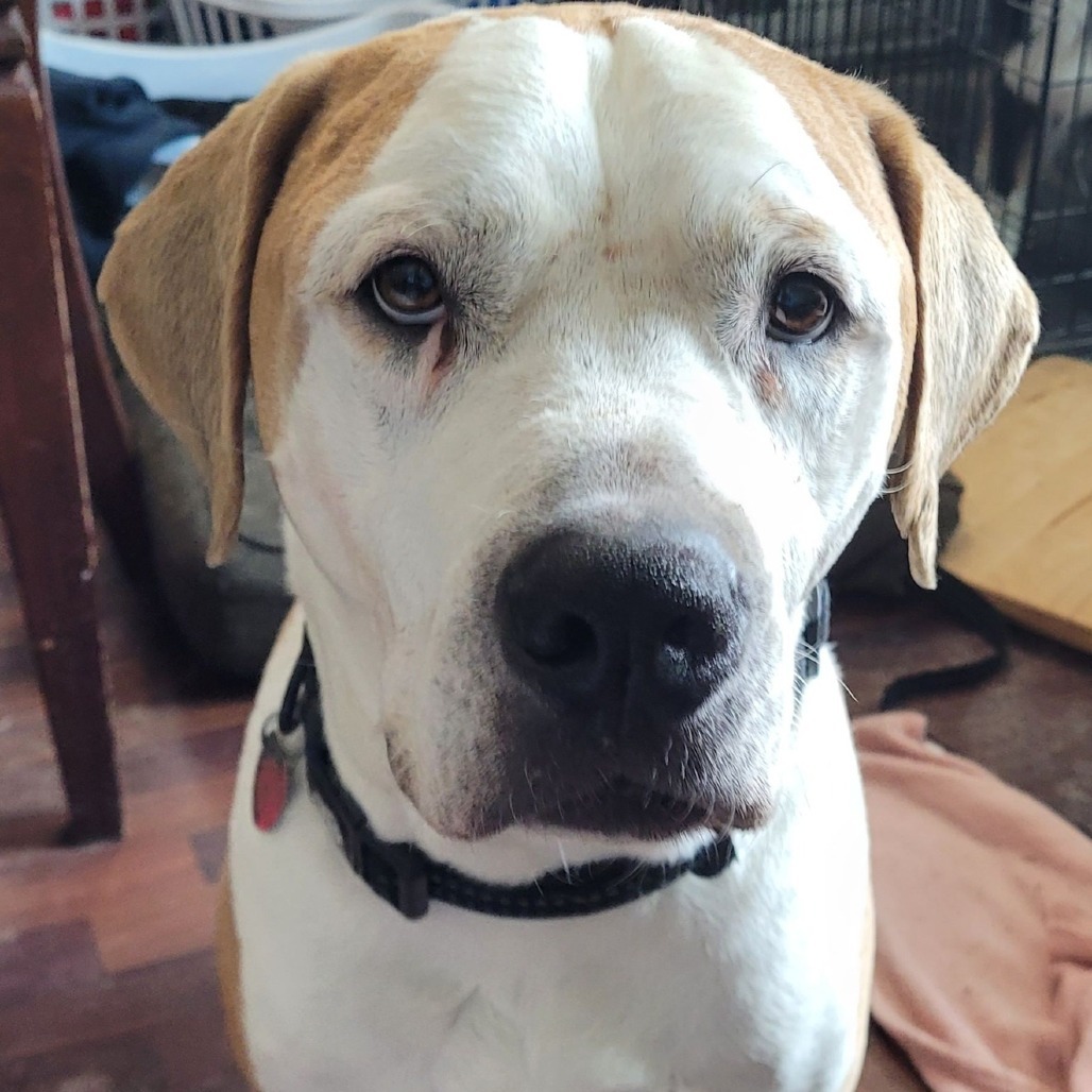 Pete