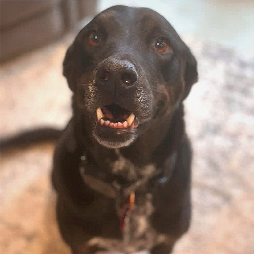 Gunner
