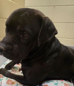 Huey Tag 13, Adult Male Mixed Breed