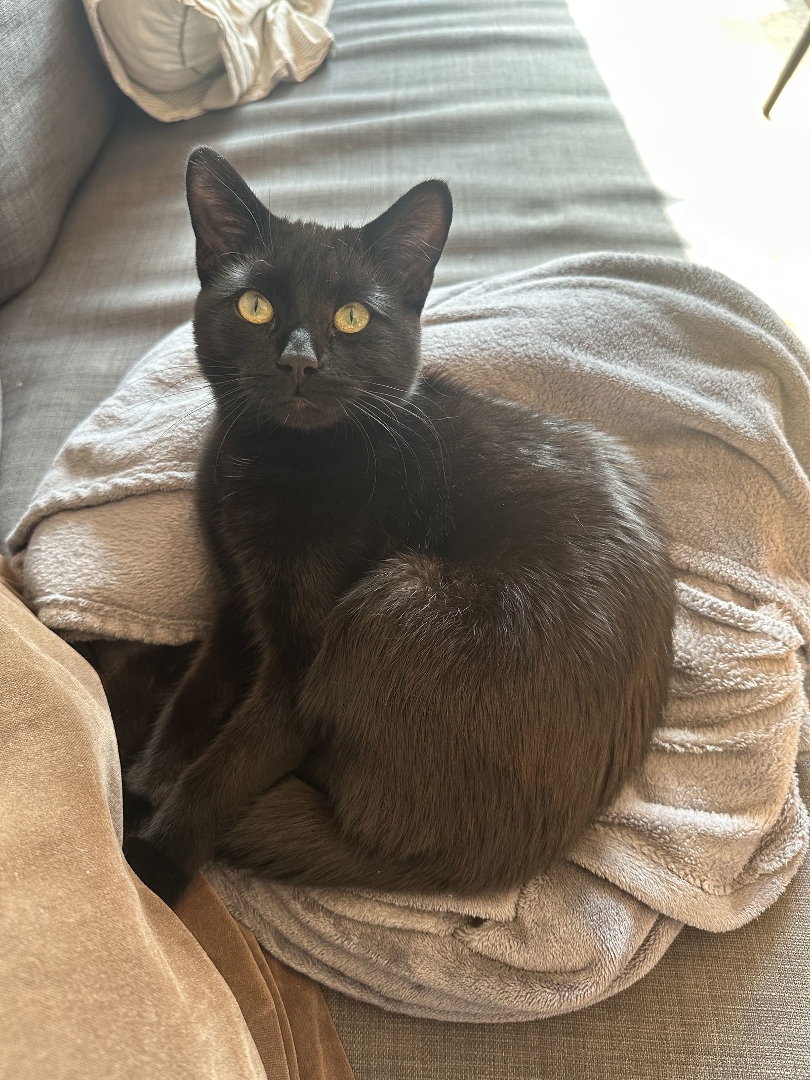 Gino