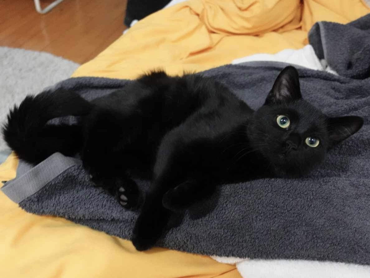 Gino