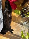 Gino photo 2