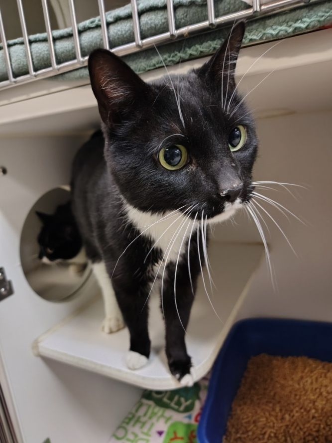 Cat for adoption - Wayne Newton (Old Gray Station), a Domestic Short ...