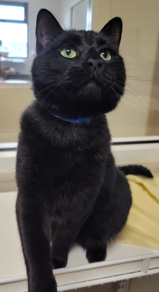Bagheera