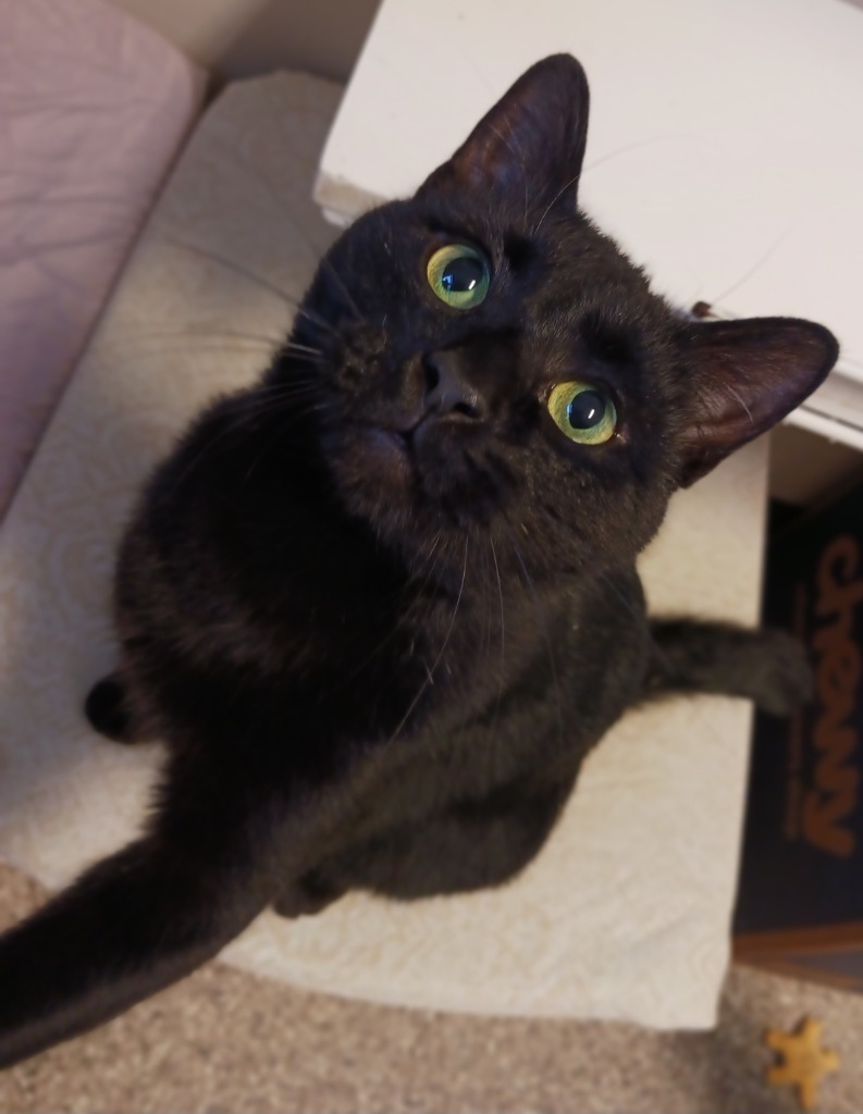 Bagheera